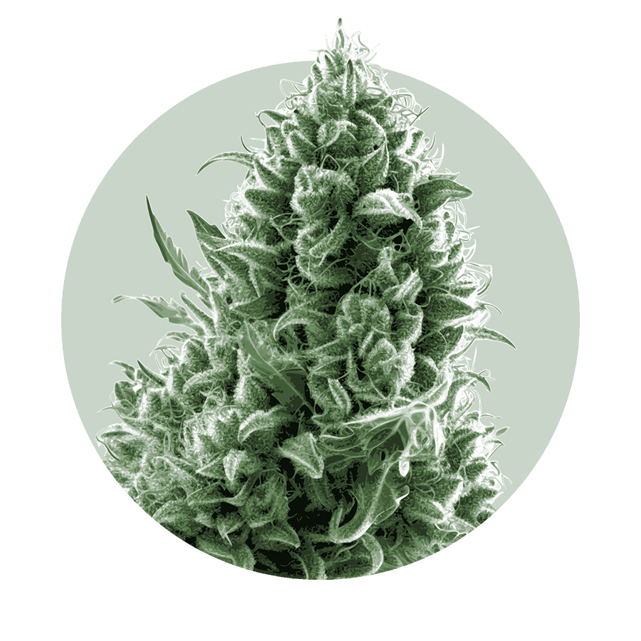 Buy Premium Cannabis Flower Buy Premium Cannabis Flower