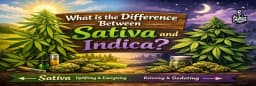 Difference Between Sativa and Indica What is the Difference Between Sativa and Indica